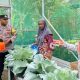 Bhabinkamtibmas Dampingi KWT El Wardah Wujudkan Ketahanan Pangan di Probolinggo