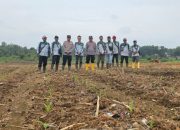 Polsek Rambutan Tanam Jagung, Dukung Ketahanan Pangan Nasional