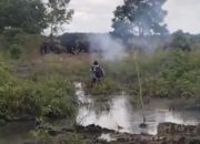 Konflik Gajah-Manusia Kembali Pecah di Air Sugihan, Habitat Menyusut Jadi Pemicu