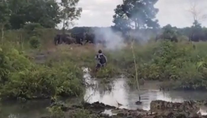 Konflik Gajah-Manusia Kembali Pecah di Air Sugihan, Habitat Menyusut Jadi Pemicu