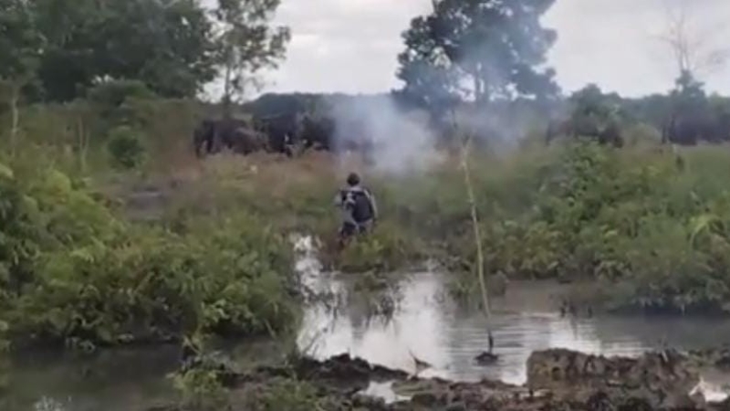 Konflik Gajah-Manusia Kembali Pecah di Air Sugihan, Habitat Menyusut Jadi Pemicu