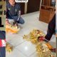 Simbol Lampung Dilecehkan, Bendahara Umum JMSI Kecam Oknum Perusak Siger