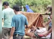 Tragis, Warga Pelosok Pesisir Barat Gotong Pasien Seberangi Muara Demi Puskesmas