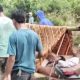 Tragis, Warga Pelosok Pesisir Barat Gotong Pasien Seberangi Muara Demi Puskesmas