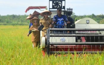 Bupati Mesuji Pastikan Harga Gabah Rp6500 Saat Panen Raya