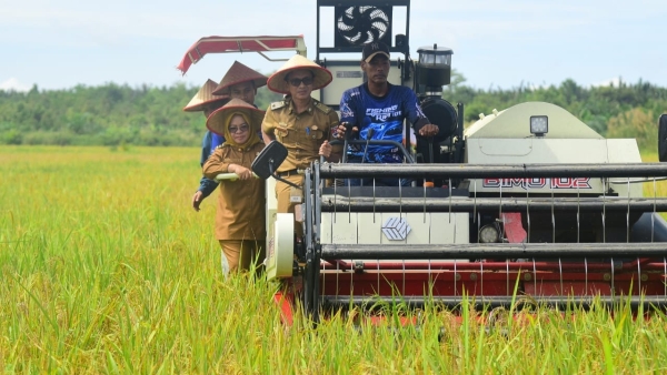 Bupati Mesuji Pastikan Harga Gabah Rp6500 Saat Panen Raya