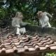 Petani Tubaba Meradang, Lahan Diserbu Ribuan Kera