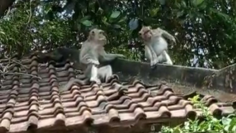 Petani Tubaba Meradang, Lahan Diserbu Ribuan Kera