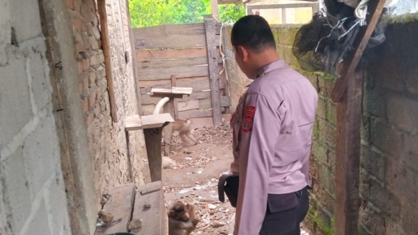 Bhabinkamtibmas Tanggamus Fasilitasi Pelepasan Primata Dilindungi di Semaka