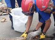 Dua Ular Python Sepanjang 4 Meter Hebohkan Warga Kemiling