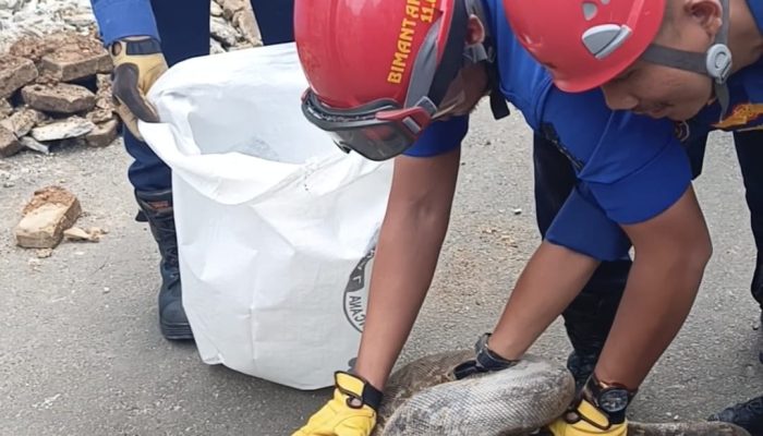Dua Ular Python Sepanjang 4 Meter Hebohkan Warga Kemiling