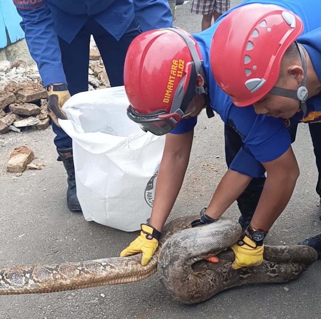 Petugas BPBD Kota Bandar Lampung saat mengevakuasi ular python sepanjang 4 meter dari Perumahan Wismamas, Sumberrejo Sejahtera, Kemiling, Senin (12/5/2025). Evakuasi dilakukan setelah ular tersebut meresahkan warga karena sempat terlihat memangsa biawak dan bersembunyi di drainase.