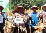 Panen Raya Jagung Serentak Kuartal II Sukses Digelar di Tanggamus, Hasil Melampaui Target