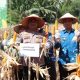 Panen Raya Jagung Serentak Kuartal II Sukses Digelar di Tanggamus, Hasil Melampaui Target