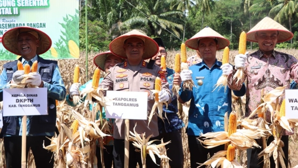 Panen Raya Jagung Serentak Kuartal II Sukses Digelar di Tanggamus, Hasil Melampaui Target