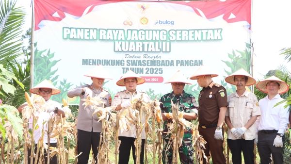 Bupati Banyuasin Heran, Panen Jagung Polres Banyuasin Sangat Subur dan Besar