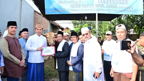 Bupati Egi Salurkan Sapi Kurban Presiden Prabowo di Lampung Selatan