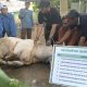 Semarak Idul Adha di Masjid Al Iman Bandar Lampung, Sembelih 10 Sapi, 3 Kambing, dan 34 Domba