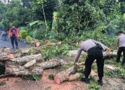 Polres Tanggamus Evakuasi Pohon Tumbang, Jalur Dua Pemda Kembali Lancar