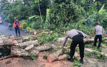 Polres Tanggamus Evakuasi Pohon Tumbang, Jalur Dua Pemda Kembali Lancar