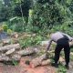 Polres Tanggamus Evakuasi Pohon Tumbang, Jalur Dua Pemda Kembali Lancar