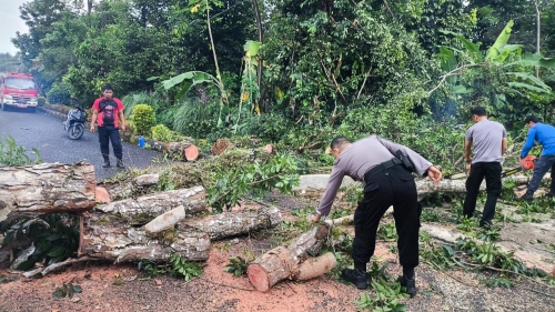 Polres Tanggamus Evakuasi Pohon Tumbang, Jalur Dua Pemda Kembali Lancar