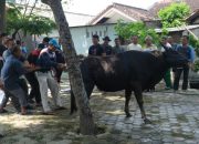 PLN Nusantara Power UP Bandar Lampung Bagikan Daging Kurban ke Masyarakat Sekitar