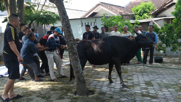 PLN Nusantara Power UP Bandar Lampung Bagikan Daging Kurban ke Masyarakat Sekitar