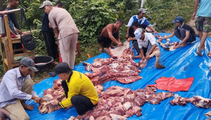 Pondok Pesantren Menara Sembilan Lampung Perkuat Syiar Islam Lewat Qurban Iduladha 1446 H