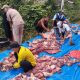 Para panitia qurban dengan sigap memotong, membersihkan, dan membagi daging qurban untuk didistribusikan kepada masyarakat sekitar.