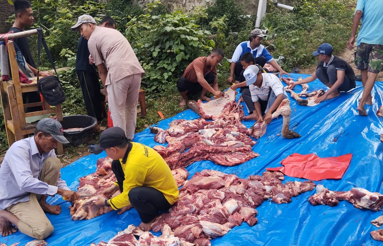 Para panitia qurban dengan sigap memotong, membersihkan, dan membagi daging qurban untuk didistribusikan kepada masyarakat sekitar.
