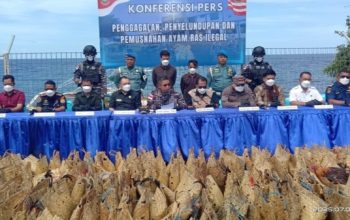 Lanal Tahuna Gagalkan Penyelundupan Ratusan Ayam Ras Ilegal Filipina, Kerugian Capai Rp3 Miliar