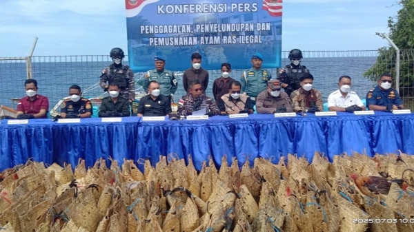Lanal Tahuna Gagalkan Penyelundupan Ratusan Ayam Ras Ilegal Filipina, Kerugian Capai Rp3 Miliar
