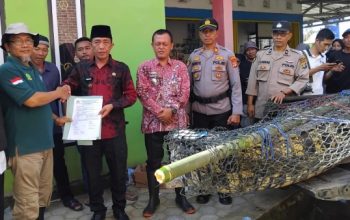 Buaya Pembunuh di Sungai Semaka Berhasil Dilumpuhkan