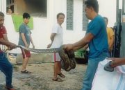 Pagi-Pagi, Warga Wismamas Dihebohkan Kemunculan Ular Python 3 Meter