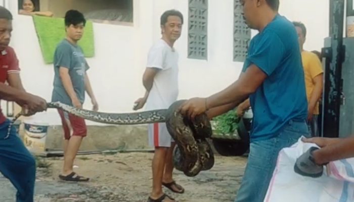 Pagi-Pagi, Warga Wismamas Dihebohkan Kemunculan Ular Python 3 Meter