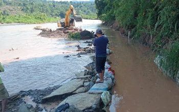 Banjir Berakhir, Bupati Tanggamus Gerak Cepat Pulihkan Sektor Pertanian
