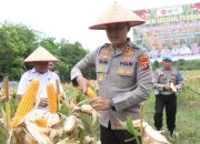 Dukung Ketahanan Pangan, Kapolres Banyuasin Pimpin Langsung Panen Jagung 3 Hektar