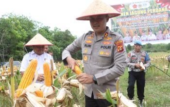Dukung Ketahanan Pangan, Kapolres Banyuasin Pimpin Langsung Panen Jagung 3 Hektar
