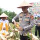 Dukung Ketahanan Pangan, Kapolres Banyuasin Pimpin Langsung Panen Jagung 3 Hektar