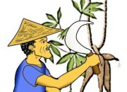 Permintaan Global Anjlok, Harga Singkong Lampung Merosot Drastis