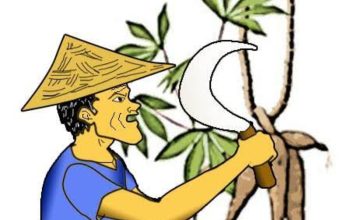 Permintaan Global Anjlok, Harga Singkong Lampung Merosot Drastis