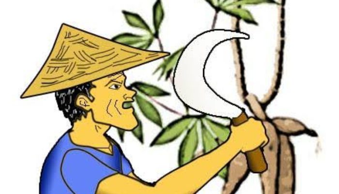 Permintaan Global Anjlok, Harga Singkong Lampung Merosot Drastis