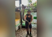 Turis asing terlihat antusias saat berinteraksi langsung dengan ular eksotik Nusantara dalam rangkaian program Cinta Satwa yang digagas Yayasan Konservasi Satwa dan Lingkungan (KSL).