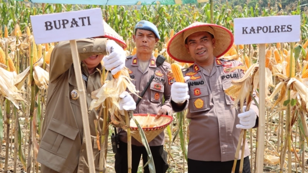 Perkuat Swasembada Pangan, Polres Tanggamus Gelar Panen Raya Jagung Kuartal III