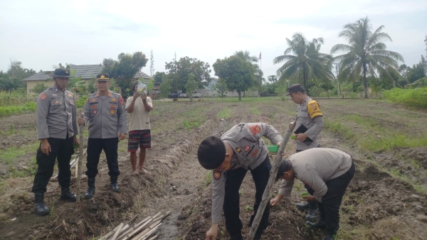 Dukung Swasembada Pangan, Polsek Muara Padang Tanam Jagung Serentak di Lahan 0,5 Hektare