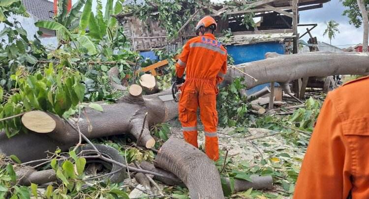 Tiga Pohon Tumbang Diterjang Angin Kencang, BPBD Bandar Lampung Lakukan Evakuasi Cepat