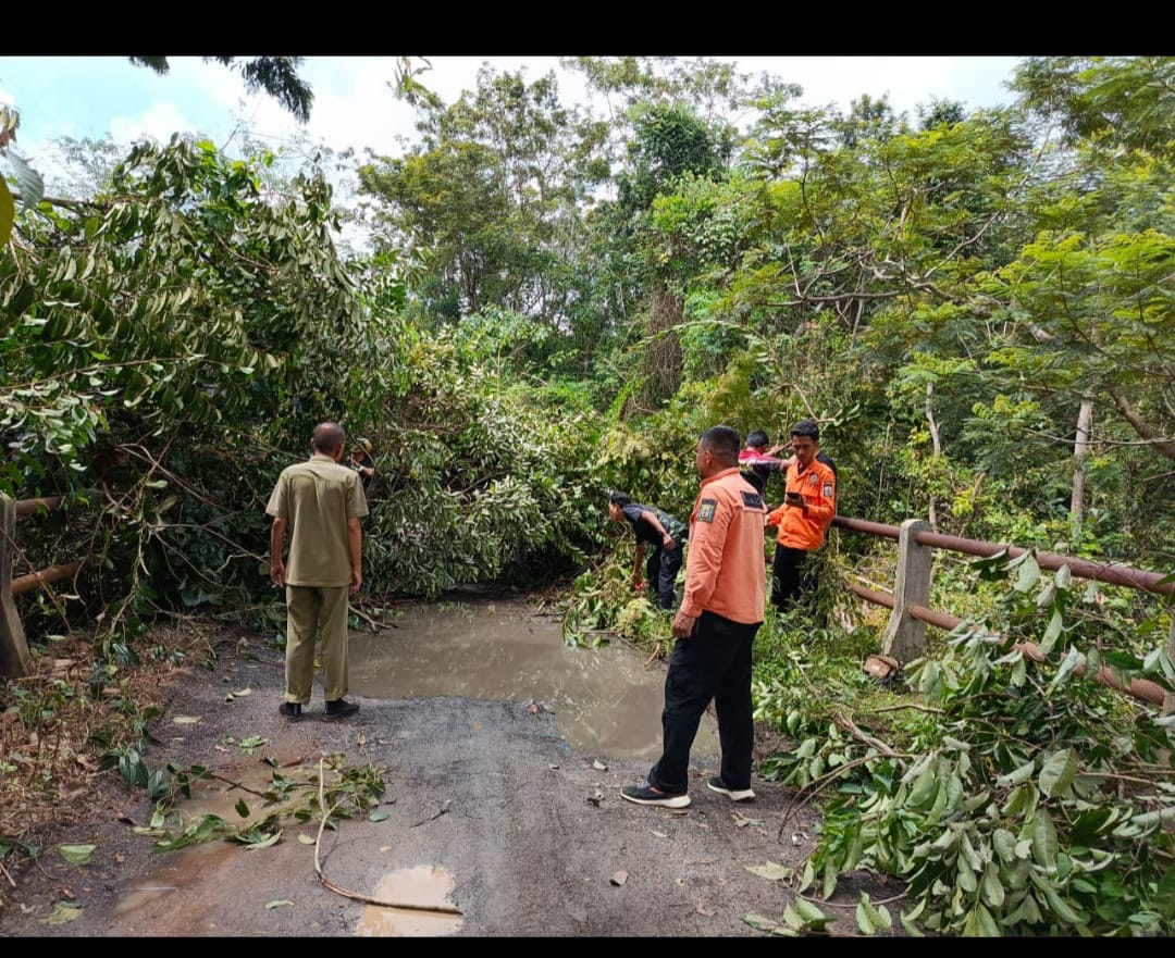 Respons Cepat, BPBD Way Kanan Singkirkan Pohon Besar yang Menutup Jalan Kabupaten