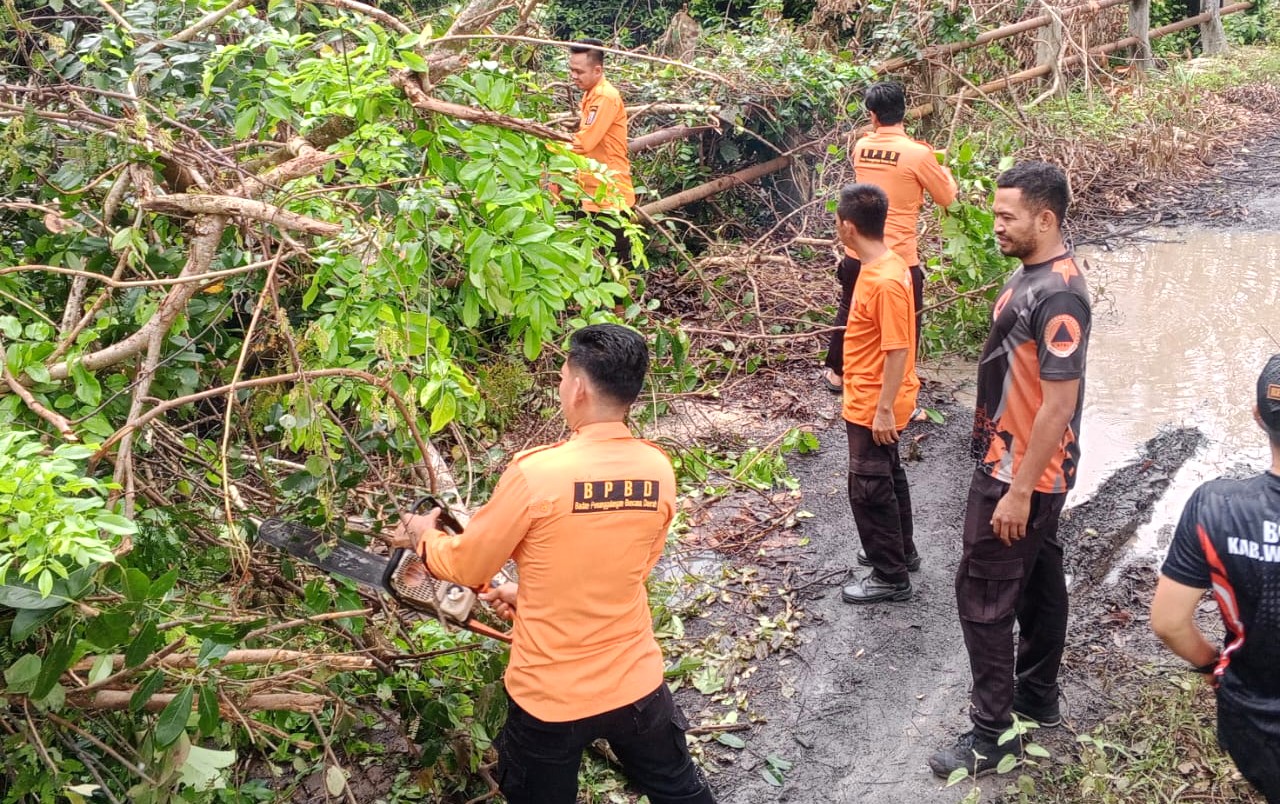 TRC BPBD Way Kanan Evakuasi Pohon Tumbang yang Tutup Akses Jembatan