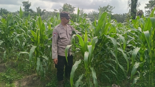 Polsek Pulau Rimau Pantau Lahan Jagung Binaan untuk Dukung Ketahanan Pangan Nasional